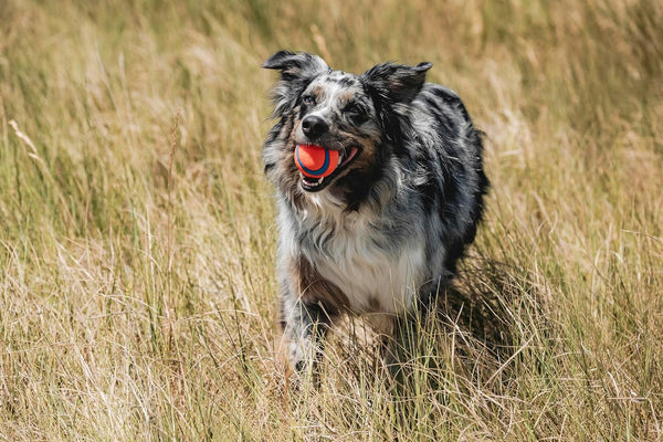 Chuckit! Ultra Dog Fetch Balls